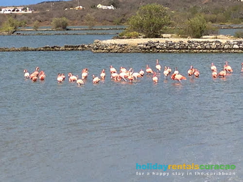 Flamingos in the vicinity